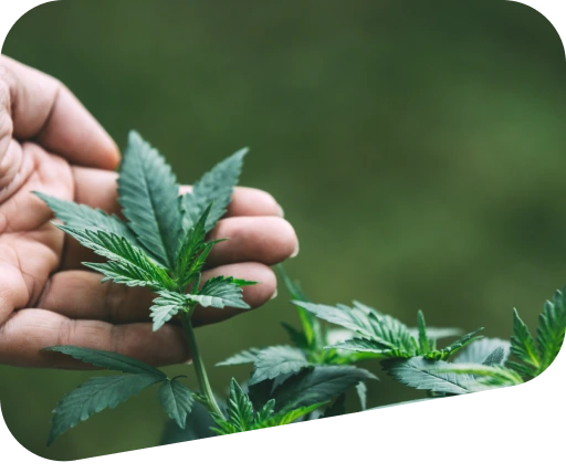 Cannabis Related Addiction