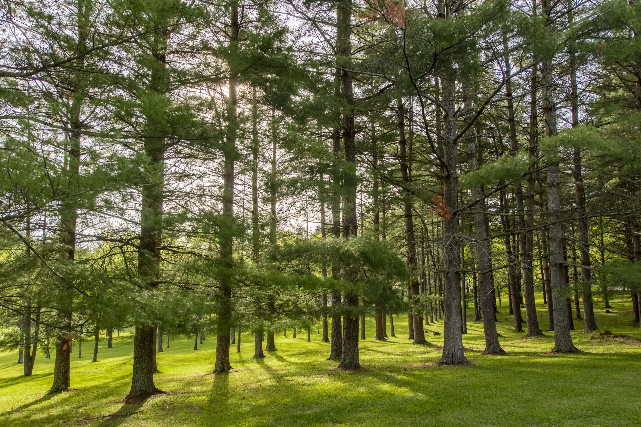 Cedar Oaks Wellness