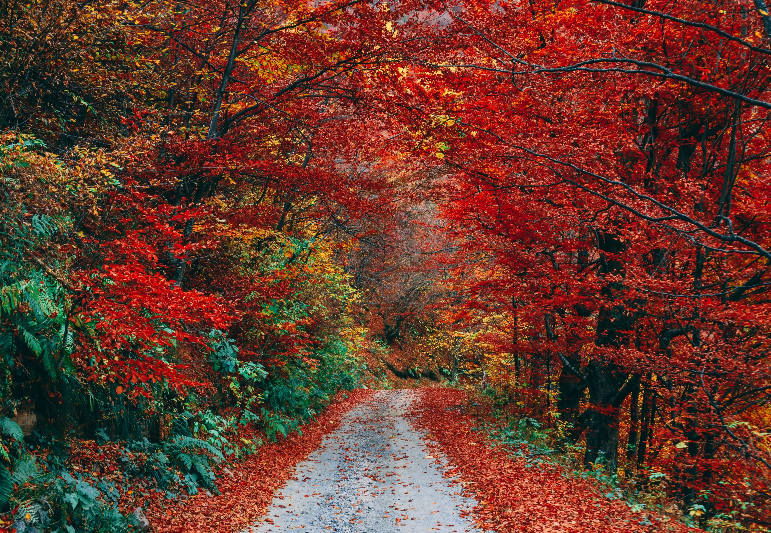 New Leaf Recovery and Wellness DeNova Behavioral Health